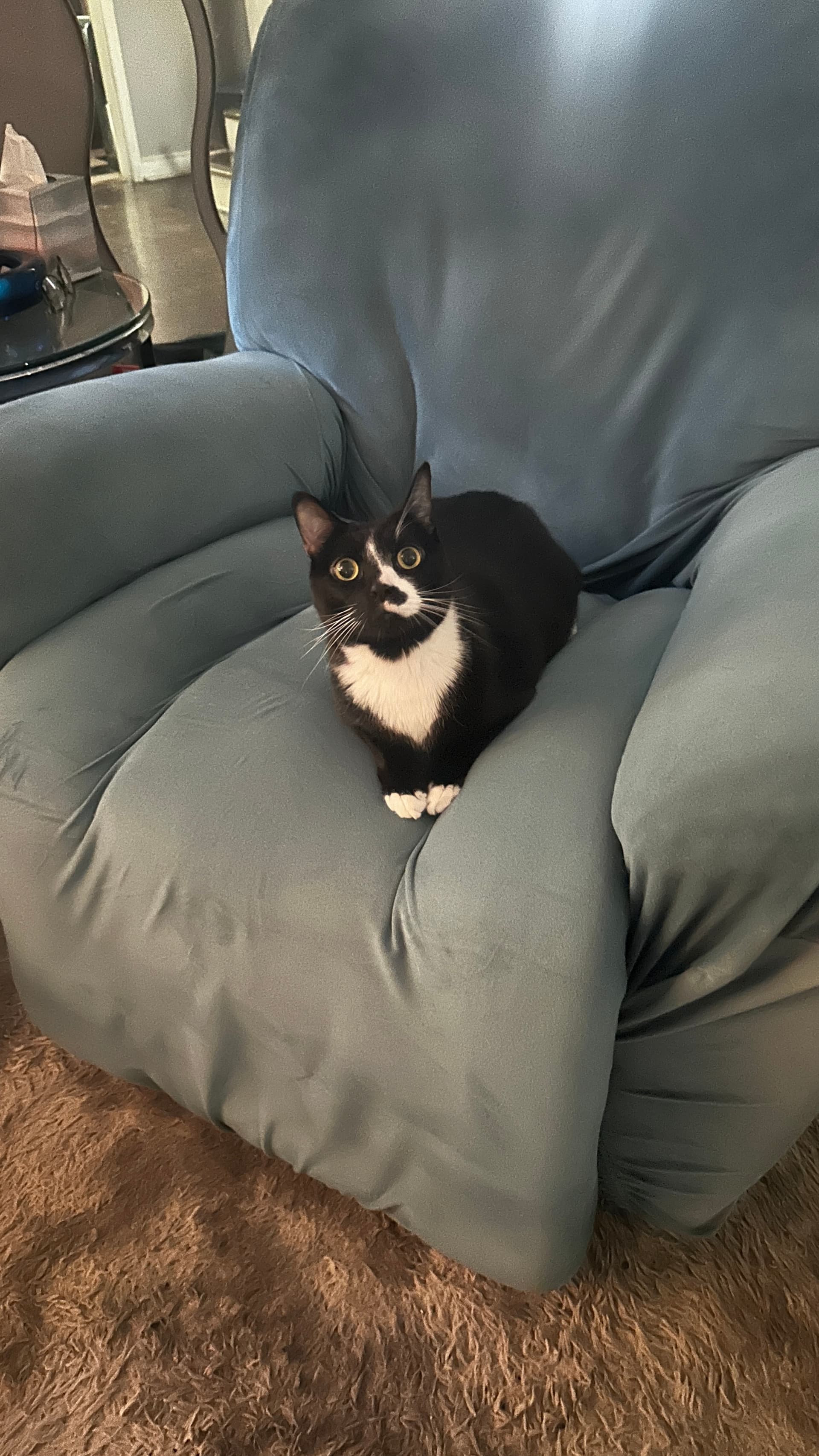 Zoro (aka Chunk), a pet contest entry